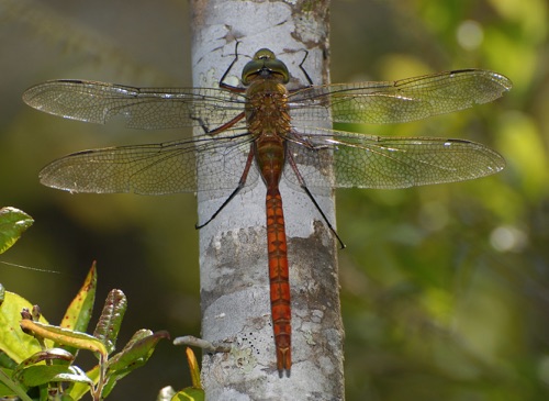Male (posed)
10 Apr 2008  FL